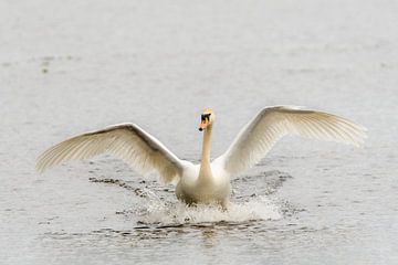 Prachtige  witte zwaan rennend over het water van Caroline Pleysier