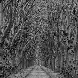 Road with trees in Megen, The Netherlands von Wouter Bos