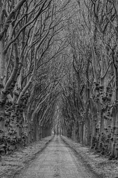 Laan in de winter (Rulstraat, Megen, Noord-Brabant)