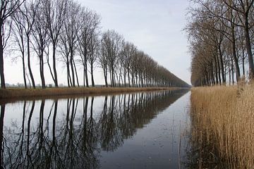Tree-row reflects in Damse Vaart north by wil spijker