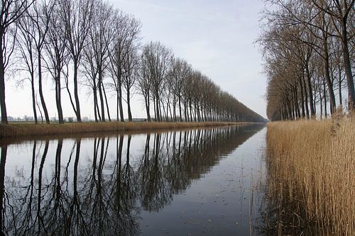 Tree-row reflects in Damse Vaart north