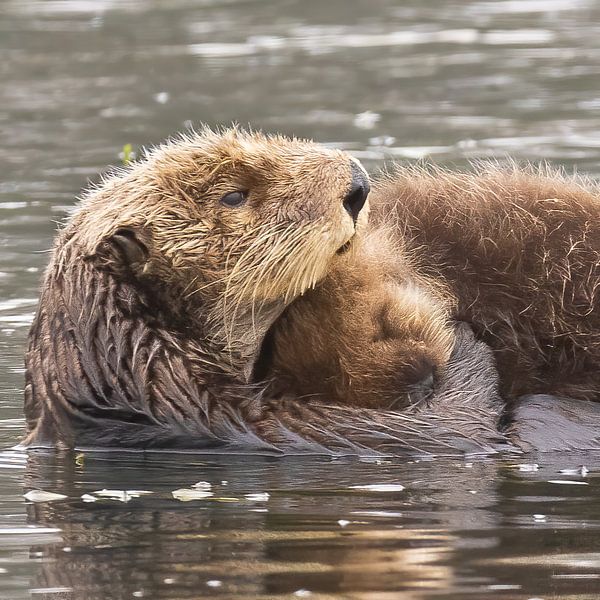 Les mamans loutres sont les meilleures mères du monde animal. par Kris Hermans