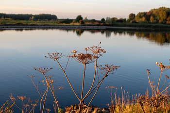 Planten aan de Lek