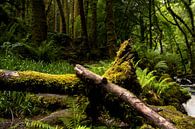 Märchenwald in Irland von elma maaskant Miniaturansicht