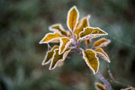Frosty yellow leaves photoprint by Manja Herrebrugh - Outdoor by Manja