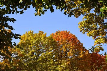 Herfstkleuren van Markus Jerko