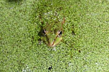 ogen in het groen