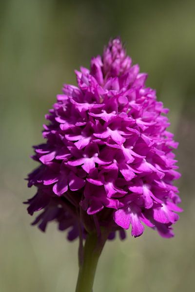 Dogwort (Anacamptis pyramidalis) is an orchid 30-60 cm tall by W J Kok