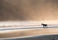 Horse racing in the sea at sunset and waves