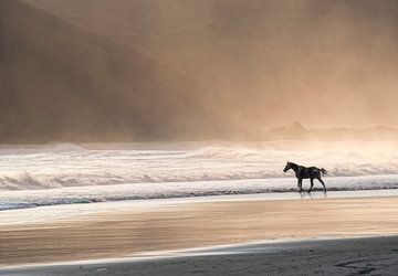 Pferderennen im Meer bei Sonnenuntergang 