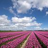 Typisch nederlands beeld met bloeienden tulpen van Maurice de vries