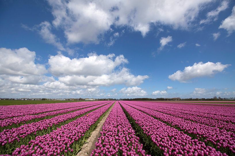 Image néerlandaise typique avec des tulipes en fleurs par Maurice de vries