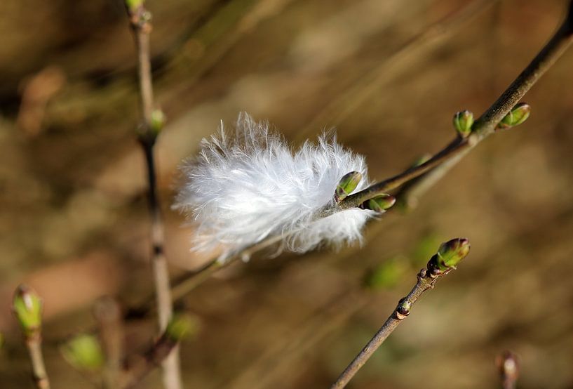 Plume de duvet par Matthias Brix