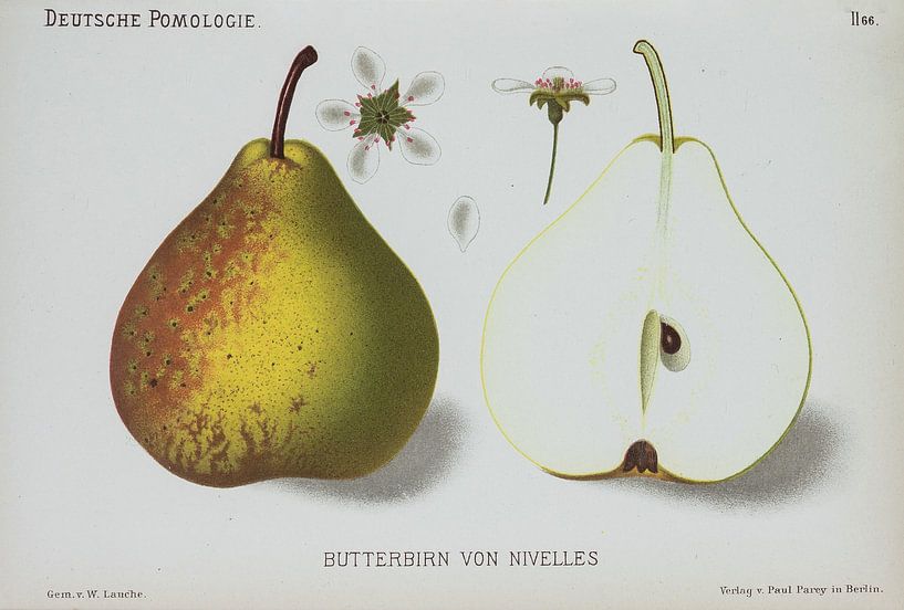 Poires, W. Lauche, pomologie allemande par Teylers Museum