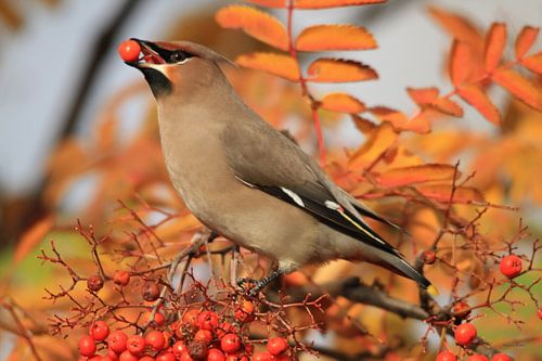 Oiseau nuisible