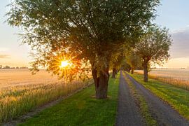 Silber-Weide von Sven-Erik Arndt