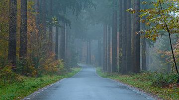 De weg door het bos van Arno van der Poel