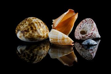 shell collection 5 by Boudewijn Vermeulen