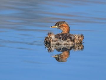 Watervogel, een dodaars die zwemt van Katho Menden