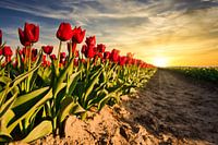 Tulpen bei Sonnenuntergang