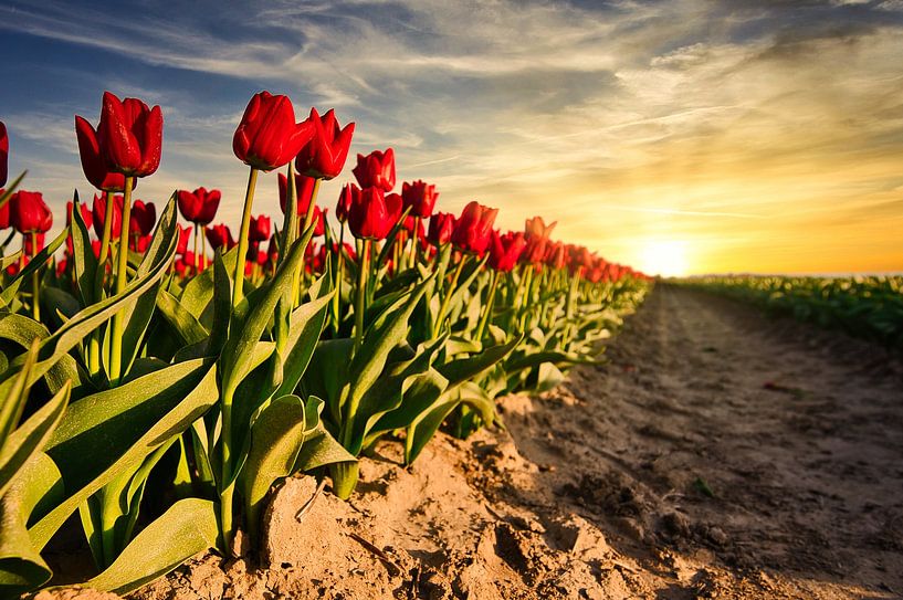 Tulpen bei Sonnenuntergang von Jim Looise