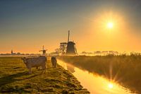Molen en Koeien  in Streefkerk