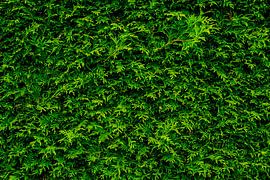 Coniferous design by Arc One