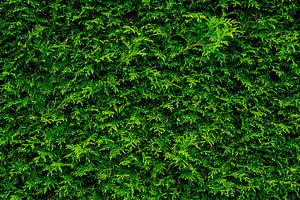 Coniferous design