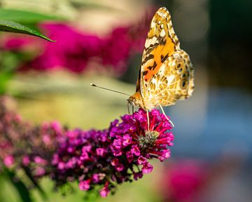 Vlinder op bloem in tuin van Animaflora PicsStock