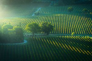 Goldener Morgen über den Weinbergen von Montepulciano, Toskana