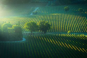 Goldener Morgen über den Weinbergen von Montepulciano, Toskana von Stefano Orazzini