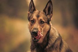 Guten Appetit! von Toos Wassink