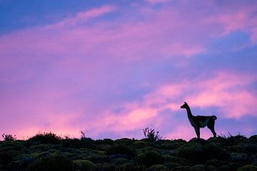 A Guanaco with sunrise in Chile by RobJansenphotography