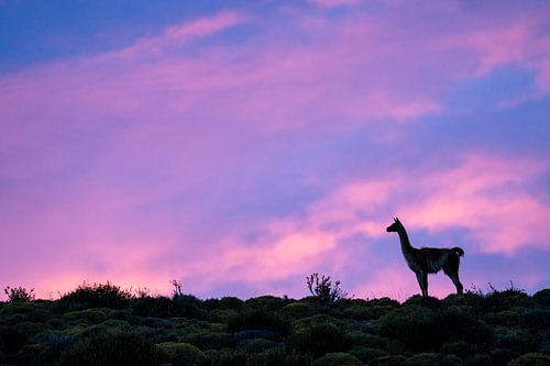 Een Guanaco met zonsopkomst in Chili