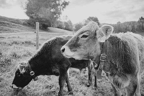 Schattige koeien in de Allgäu in zwart-wit