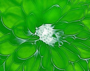 So grün (Grüne Dahlie Kunst)