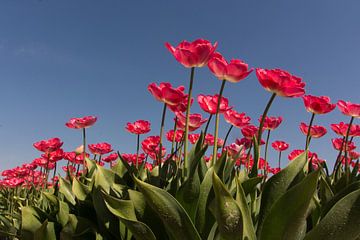 Hollandse tulpen van Dick Carlier