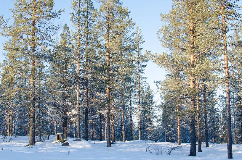 Winter in Lapland van Anouk Hol