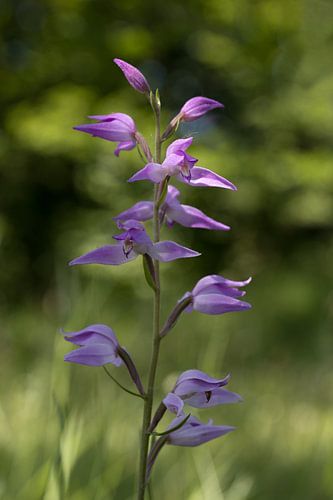 The red woodpecker is a perennial plant, belonging to the orchid family