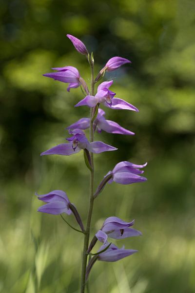The red woodpecker is a perennial plant, belonging to the orchid family by W J Kok