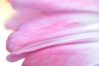 Bloom Tender