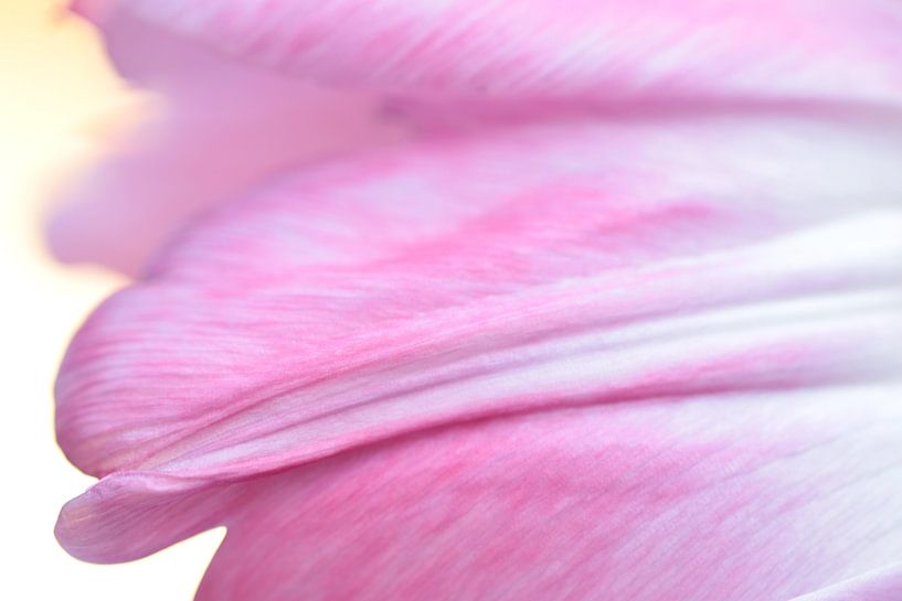 Bloom Tender by Augenblicke im Bild