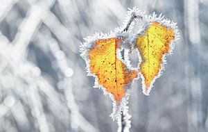 Rijp op bladeren op Texel / Hoarfrost on leaves on Texel van Justin Sinner Pictures ( Fotograaf op Texel)