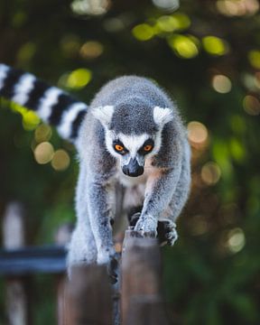 Eye-to-eye with this climbing boss by Ken Tempelers