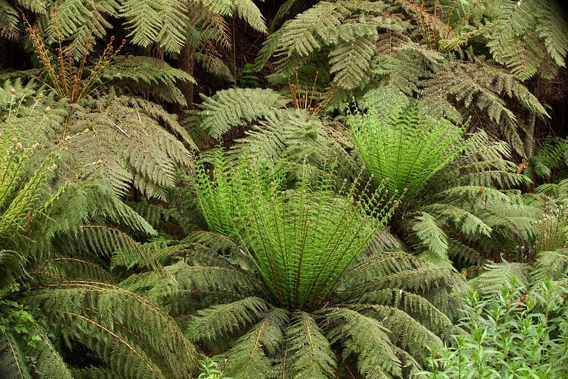 Forest and ferns by Corrie Post