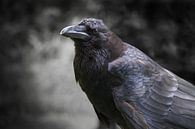 Crow by Babette van den Berg thumbnail