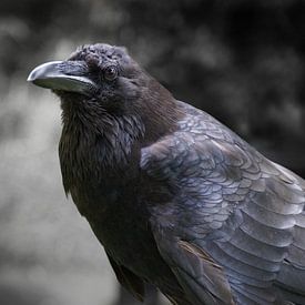 Crow by Babette van den Berg