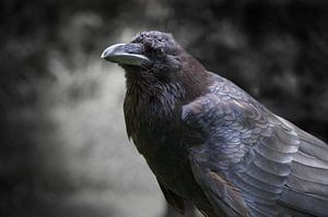 Krähe
