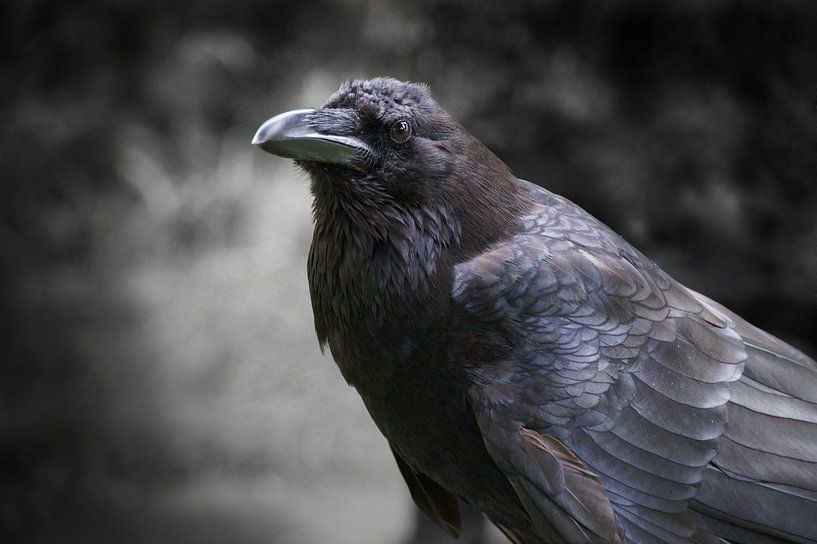 Crow by Babette van den Berg