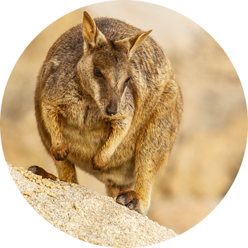 Rock wallaby in Australie II van Geke Woudstra